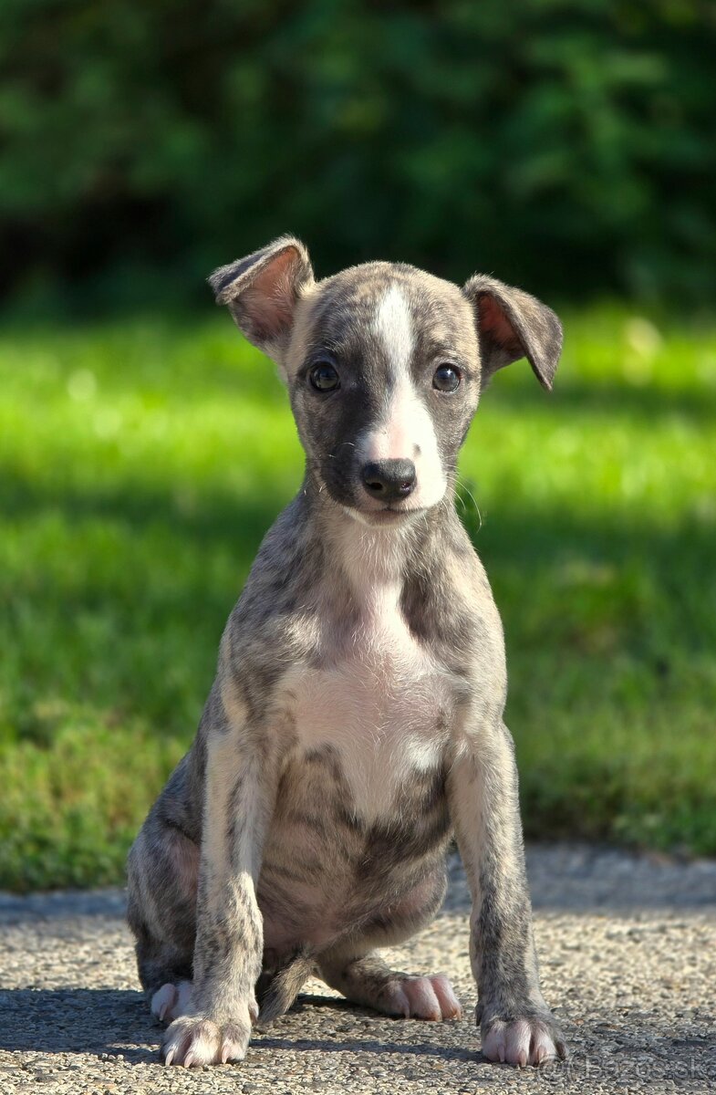 Vipet, Whippet s PP - 16