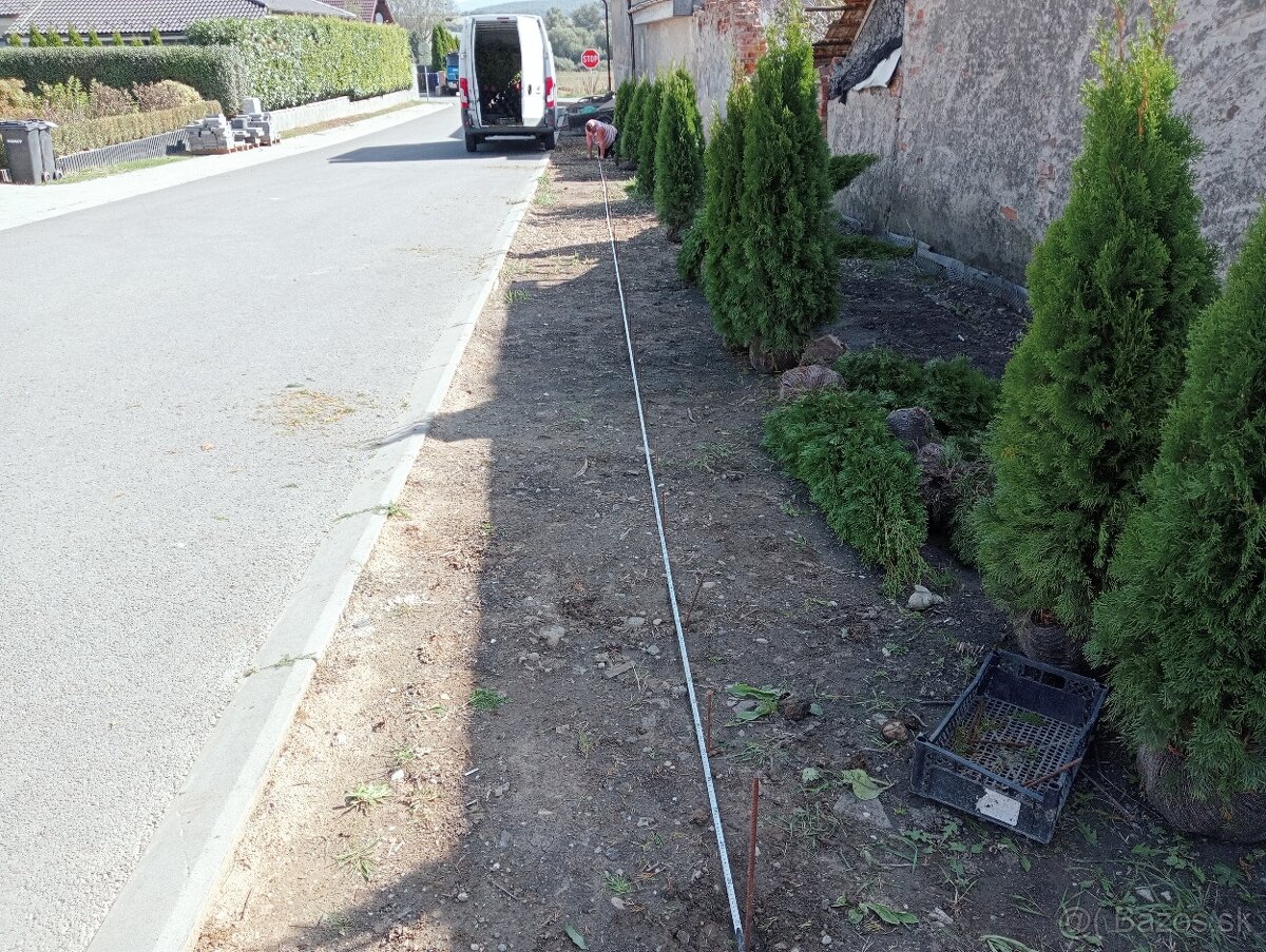 Tuja Smaragd, vavrínovec, červienka, gaštan - Námestovo - 16