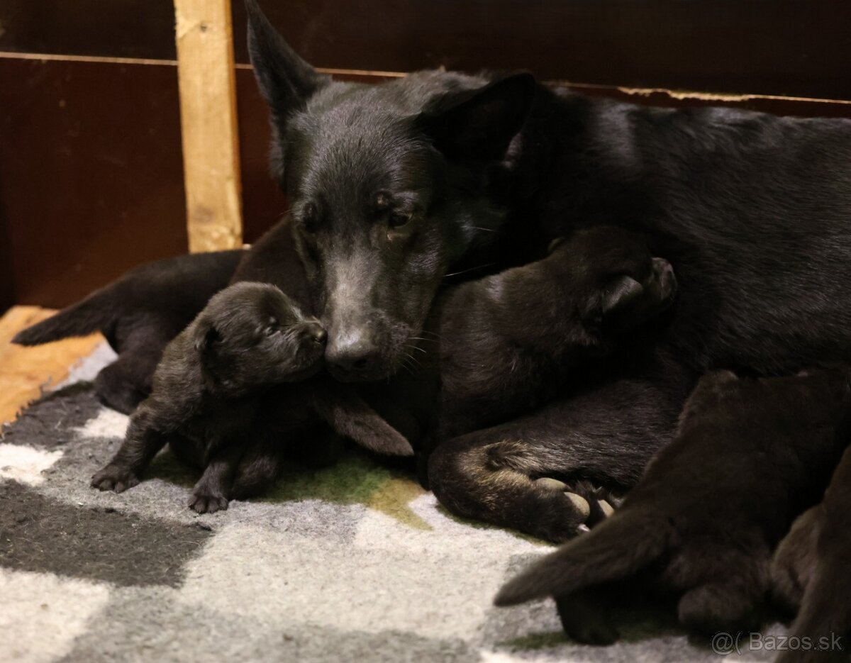 Nemecký ovčiak s PP - 16