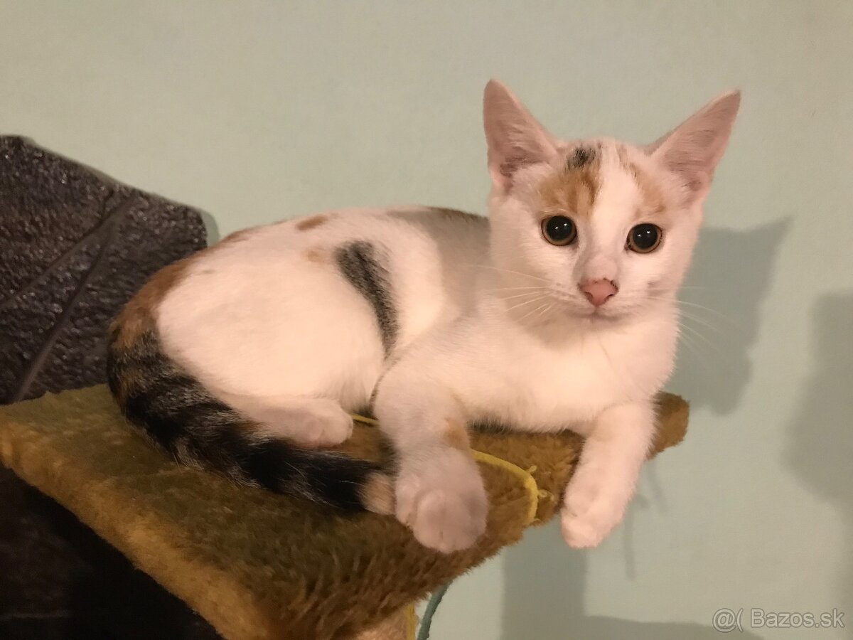 mačiatka - 16