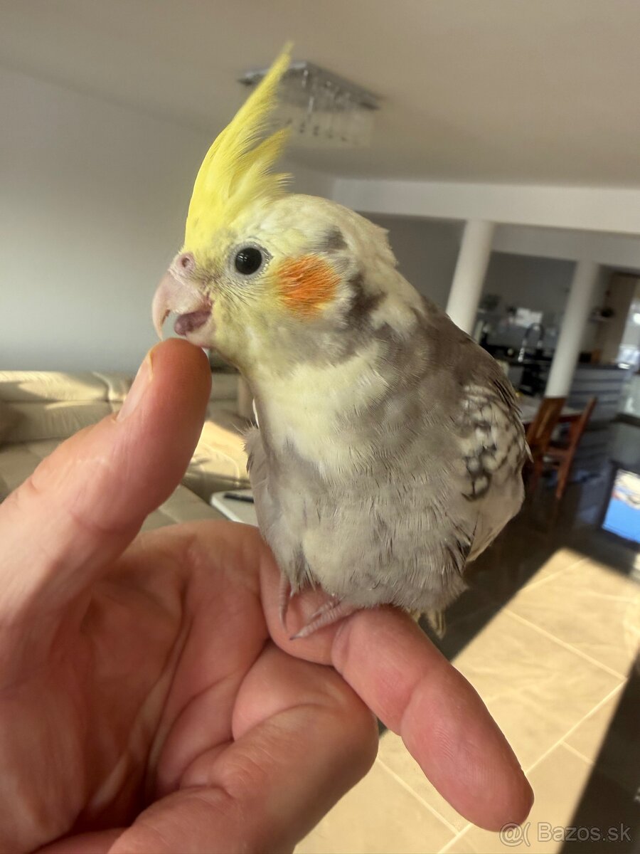 Korela Maznačik krotká - 16