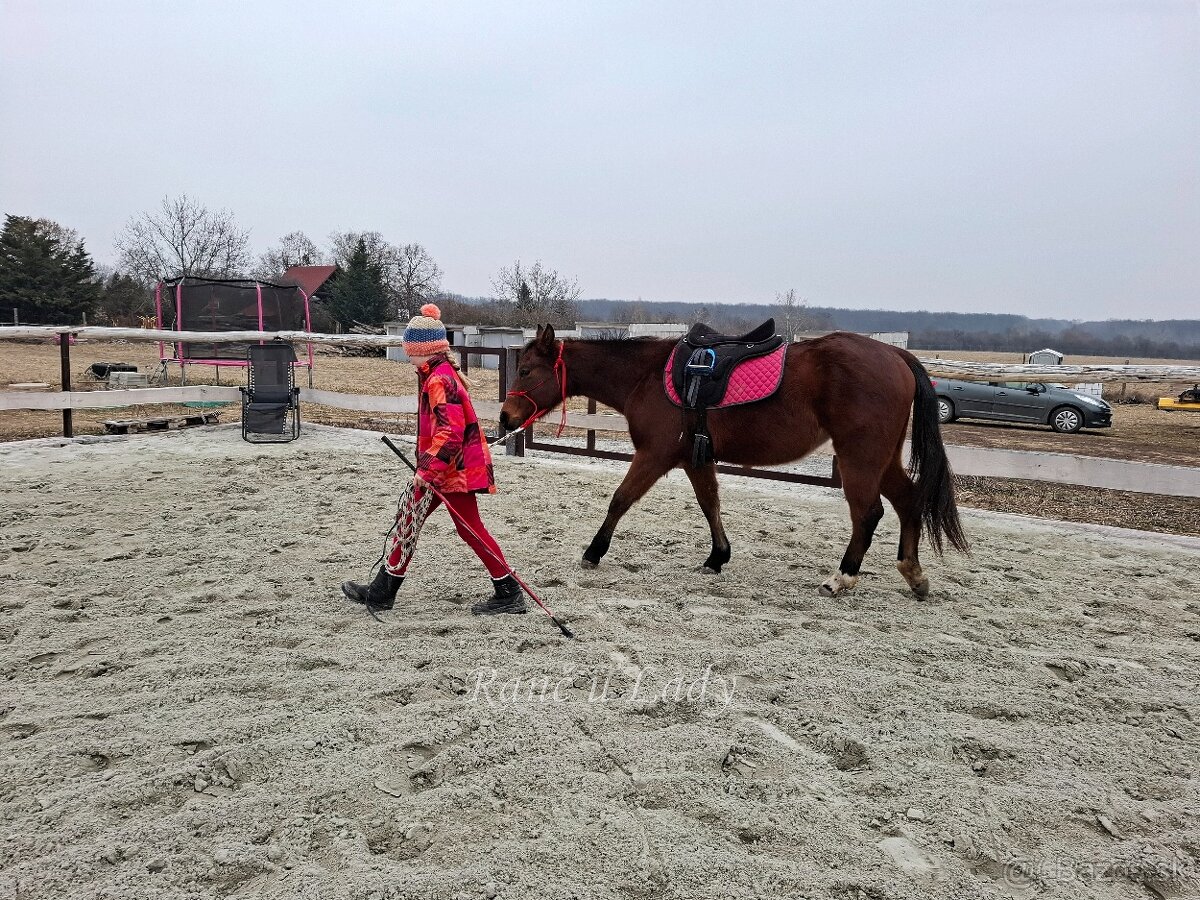 Predám 3/4 qh kobylku - 16