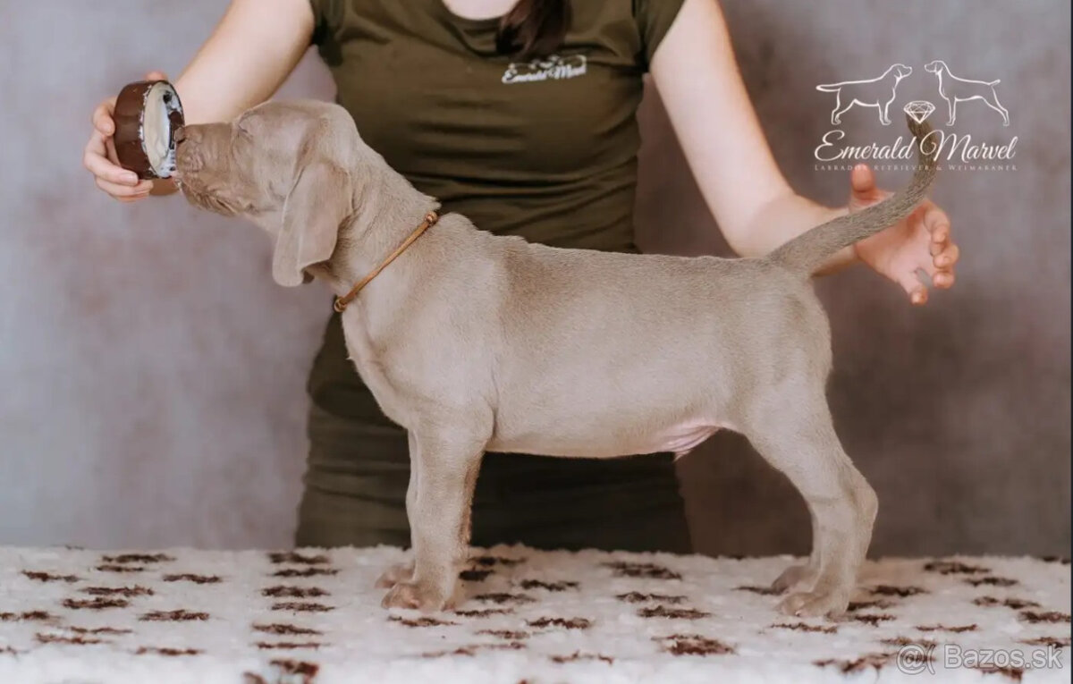 Weimarský krátkosrstý stavač - štěniatka s PP - 16