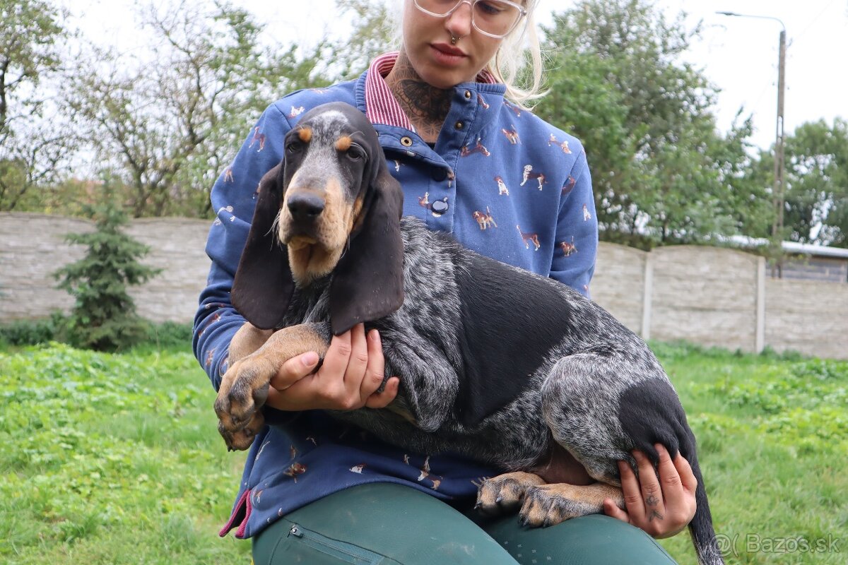 Velký gaskonský pes Grand Bleu de Gascogne s PP FCI - 16