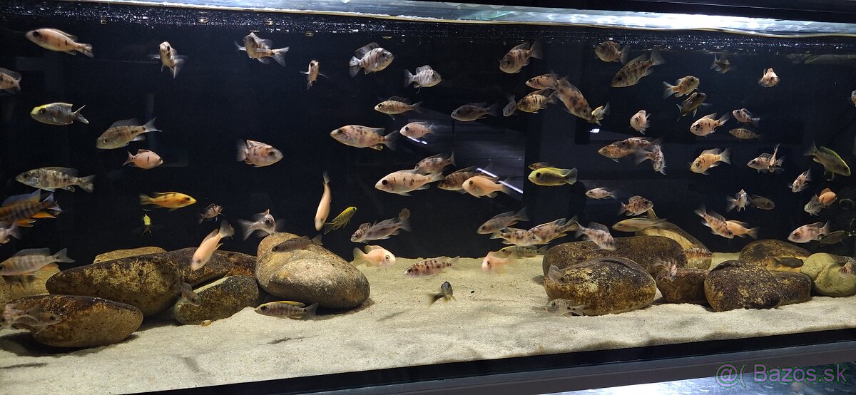 Africke cichlidy malawi - 16