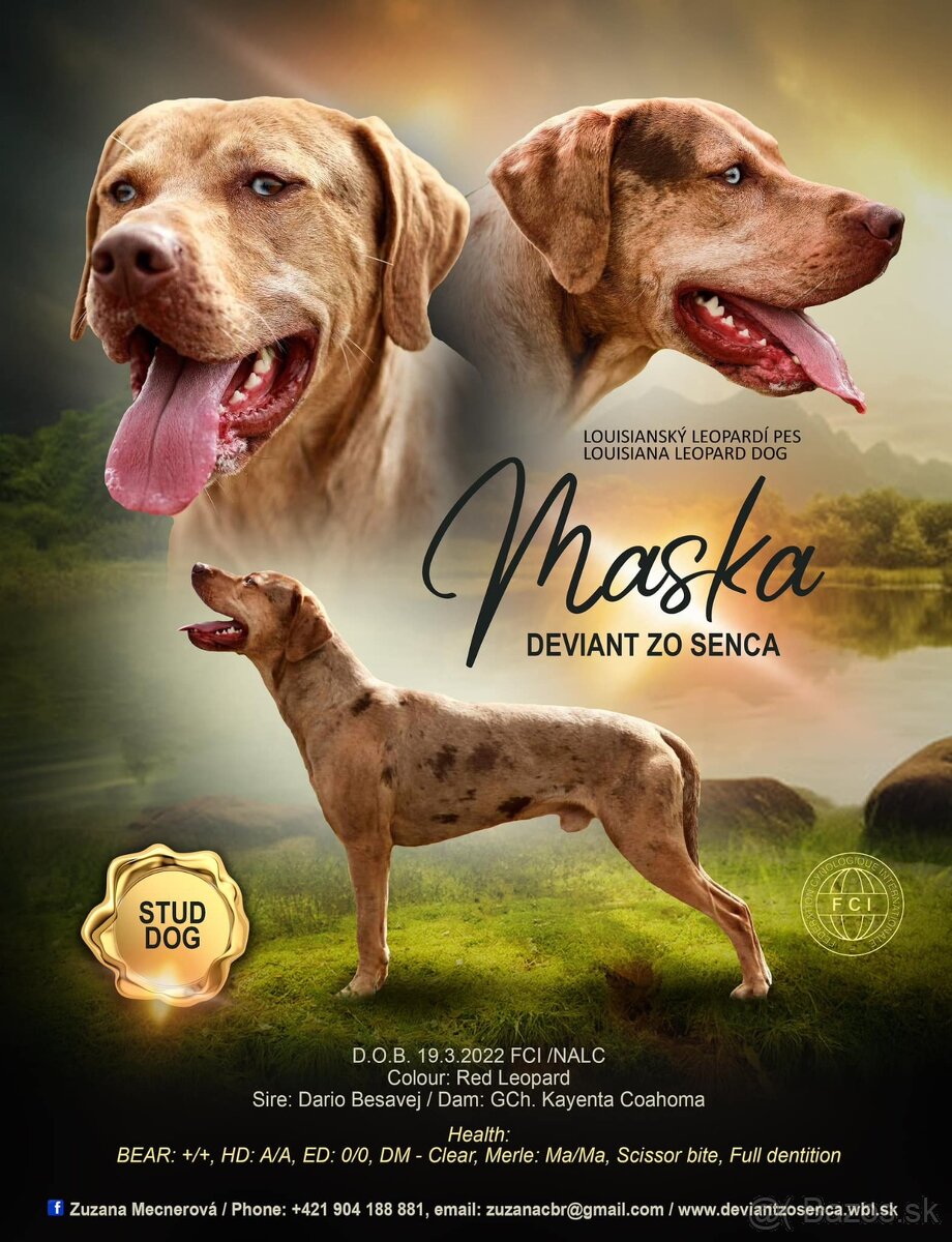 Louisianský leopardí pes s PP - 16