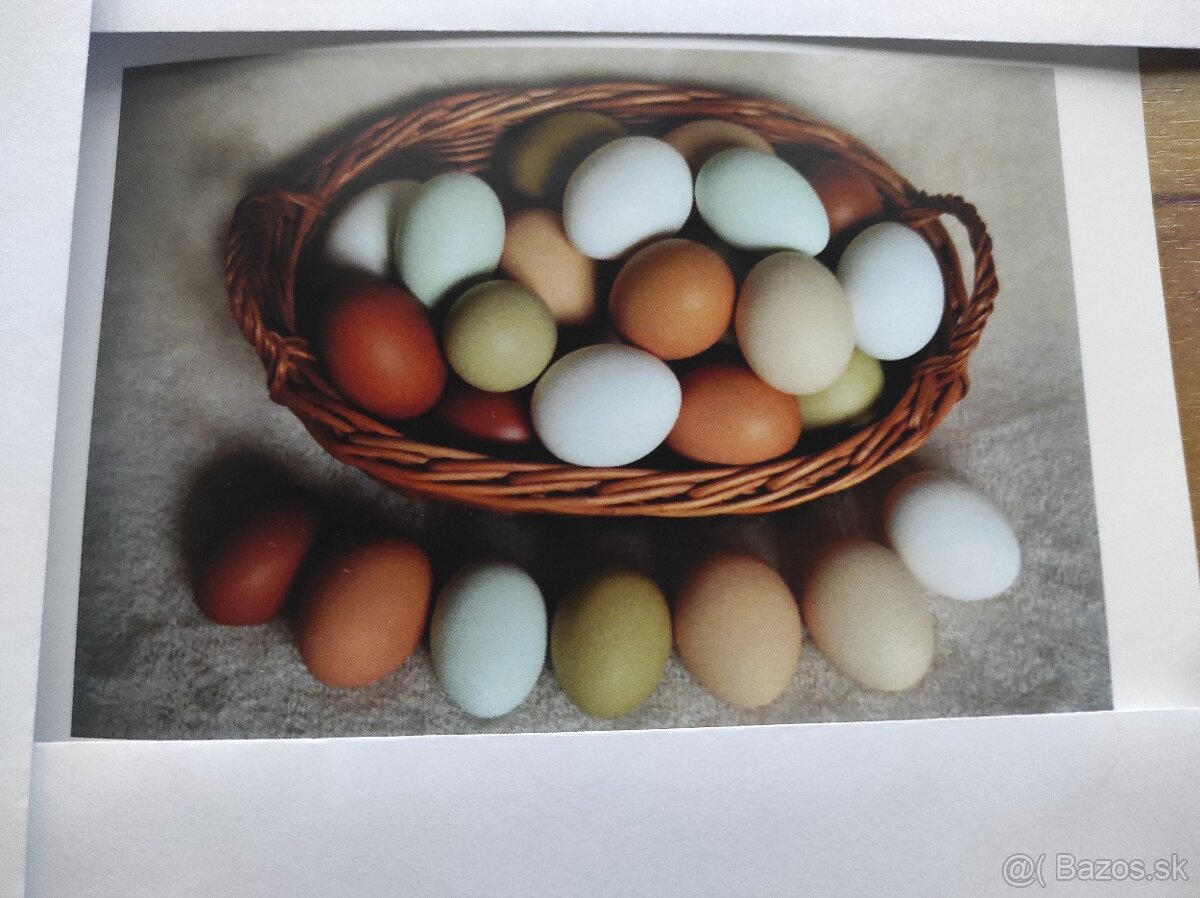 Kuričky, Kalimero - 16