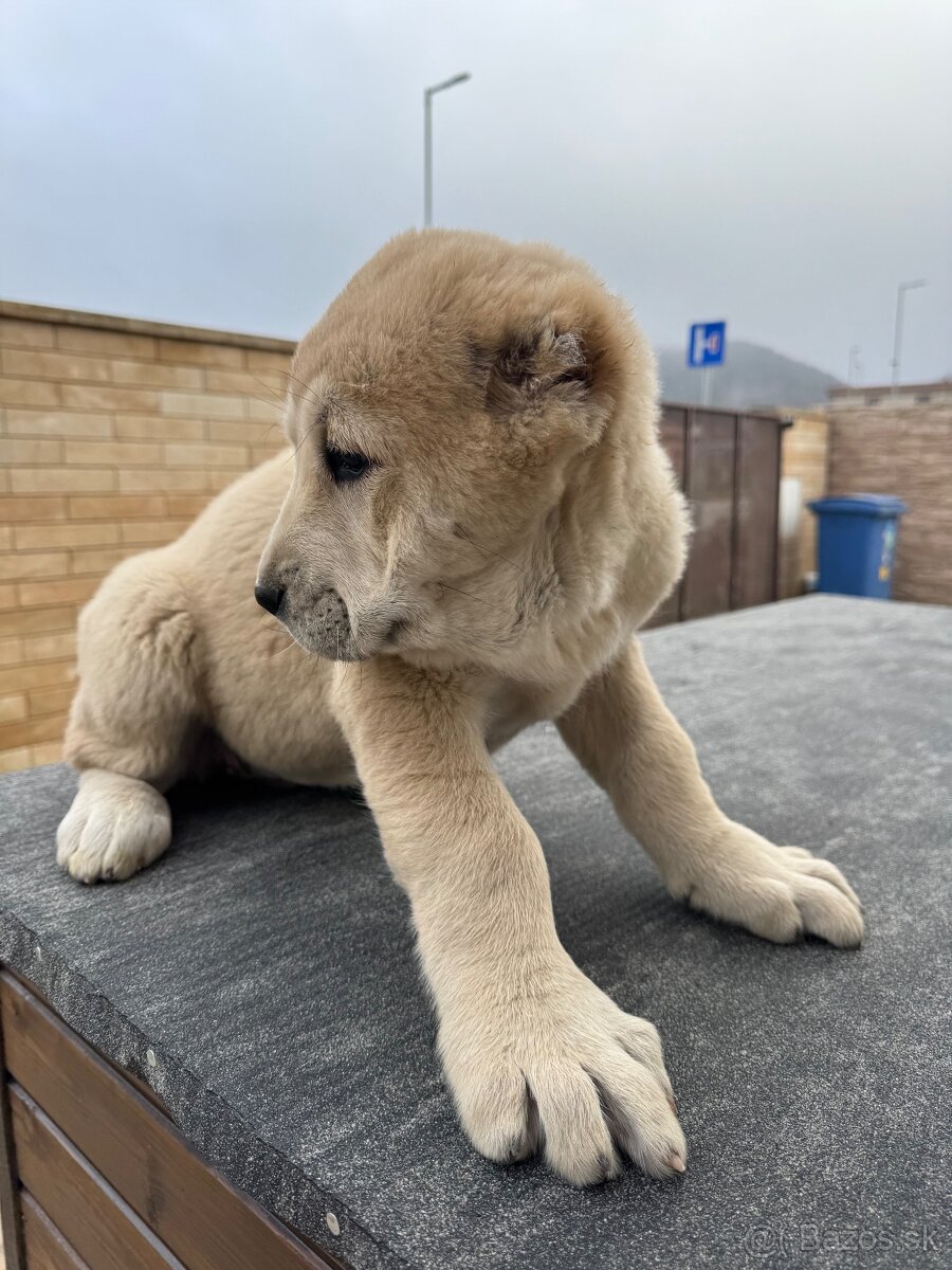 Stredoázijský ovčiak SAO - 16