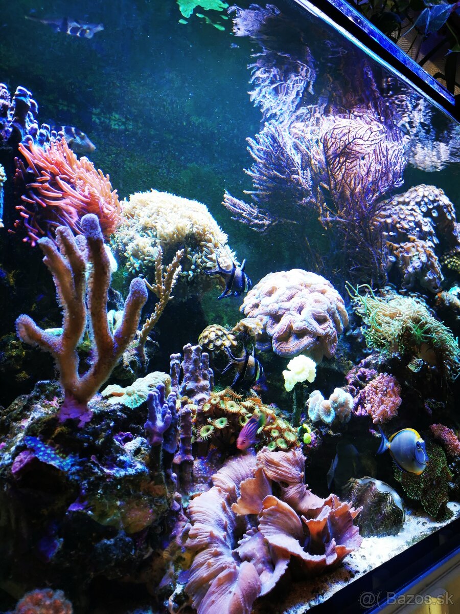 Morske akvarium - 16