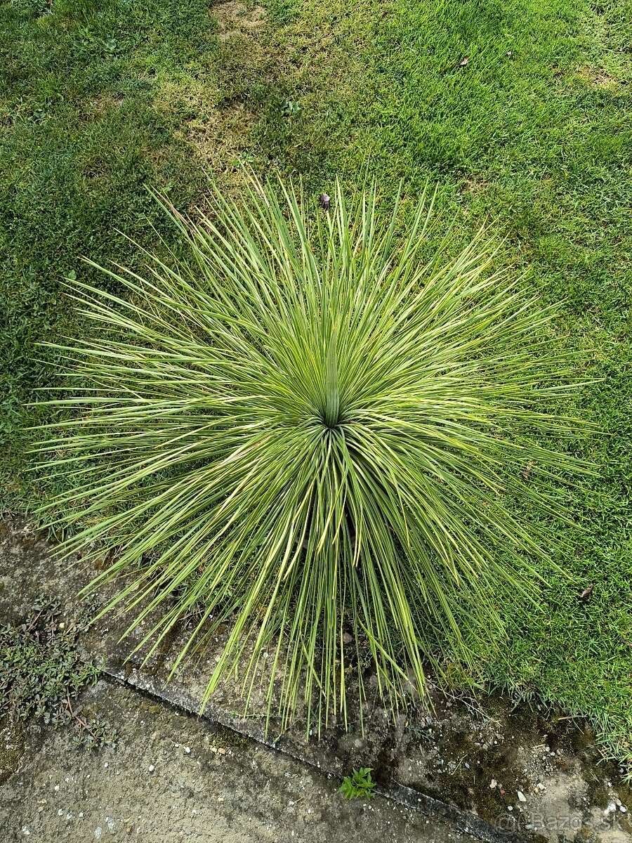 Sabal brazoriensis mrazuvzdornu palmu -16 - 16