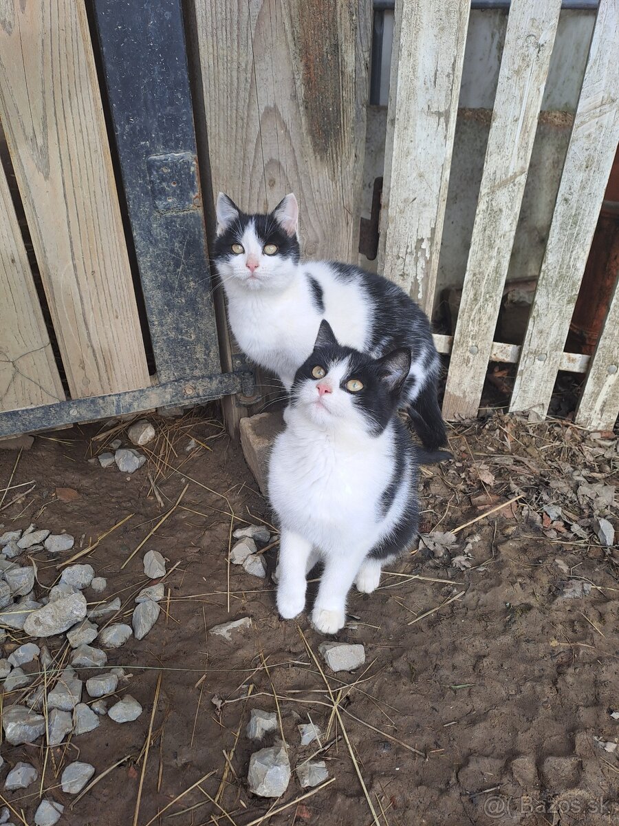 Darujem mačiatka - 16