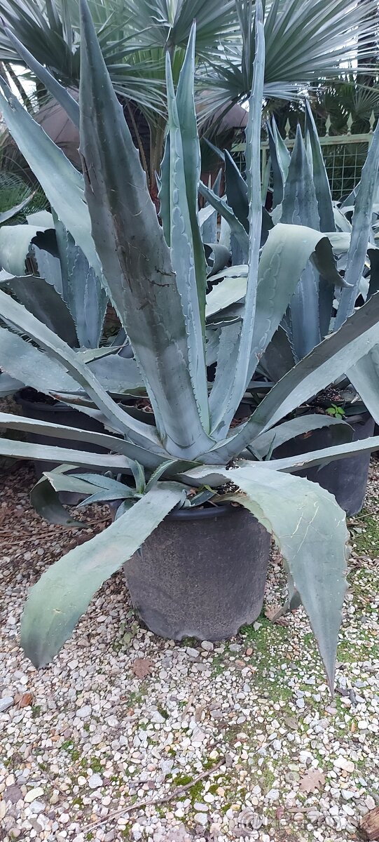 Palmy, cykasy,olivovníky - 16