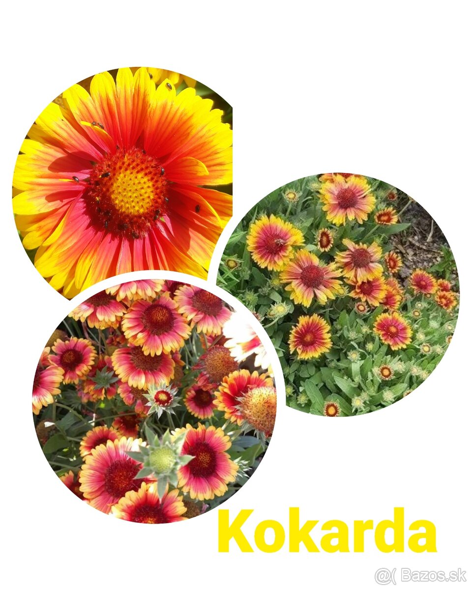 Semená rôznych kvetov - 16