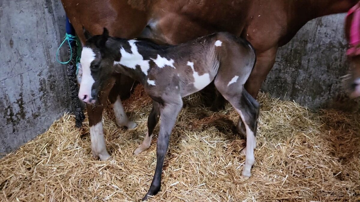Pripúšťanie Paint Horse - 16