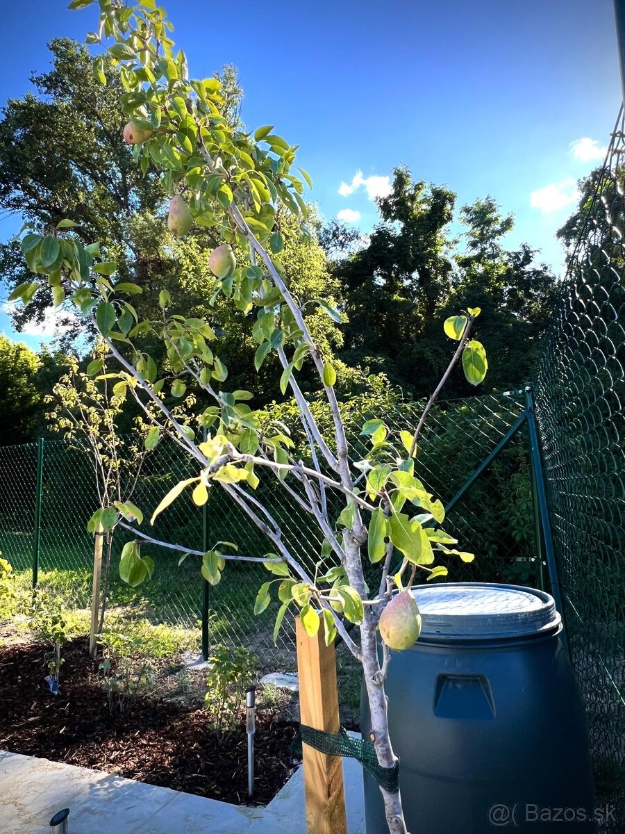 Záhrada na predaj v Nových Zámkoch. - 16