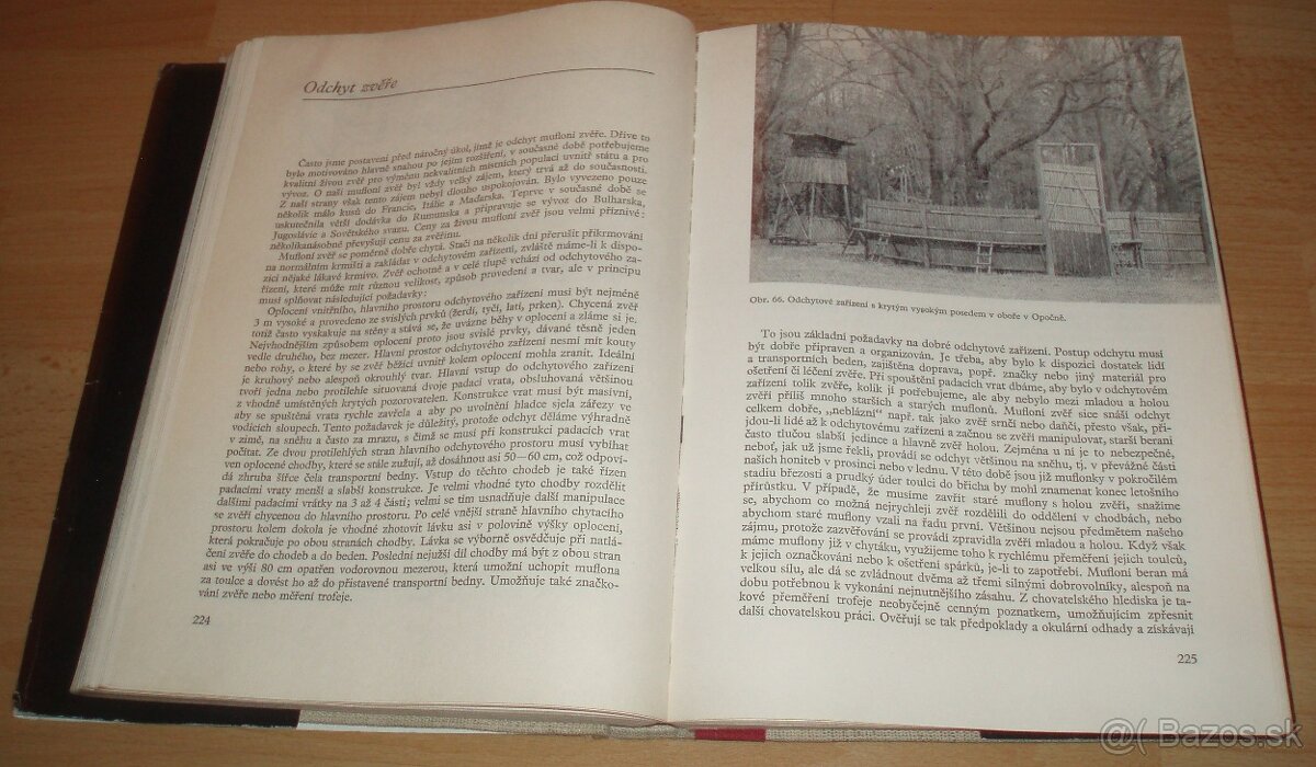 Dutorohá zvěř - 16