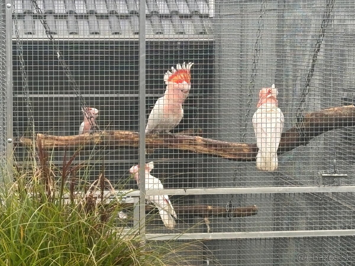 Kakadu inka , Ara arakanga - 16