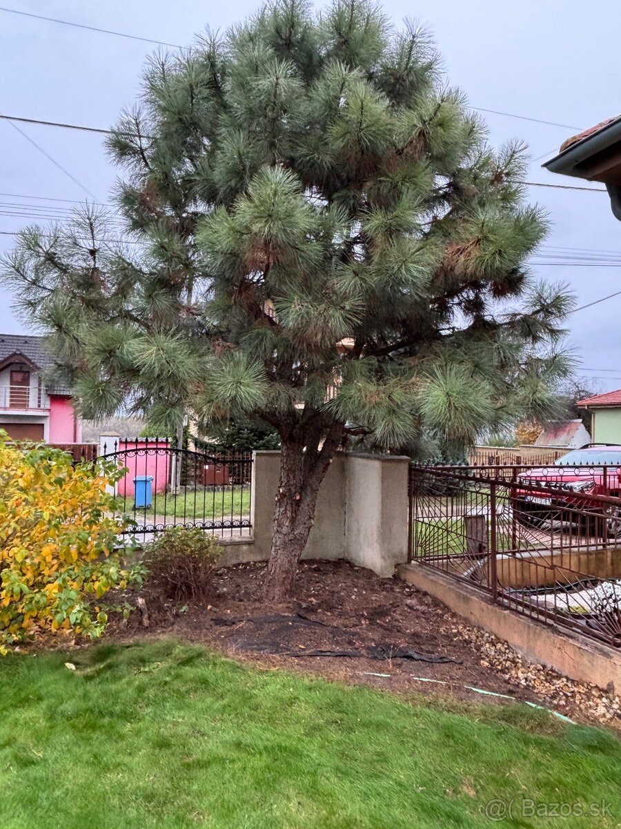Úprava záhrad a živých plotov, vypiľovanie tují, kosenie - 16