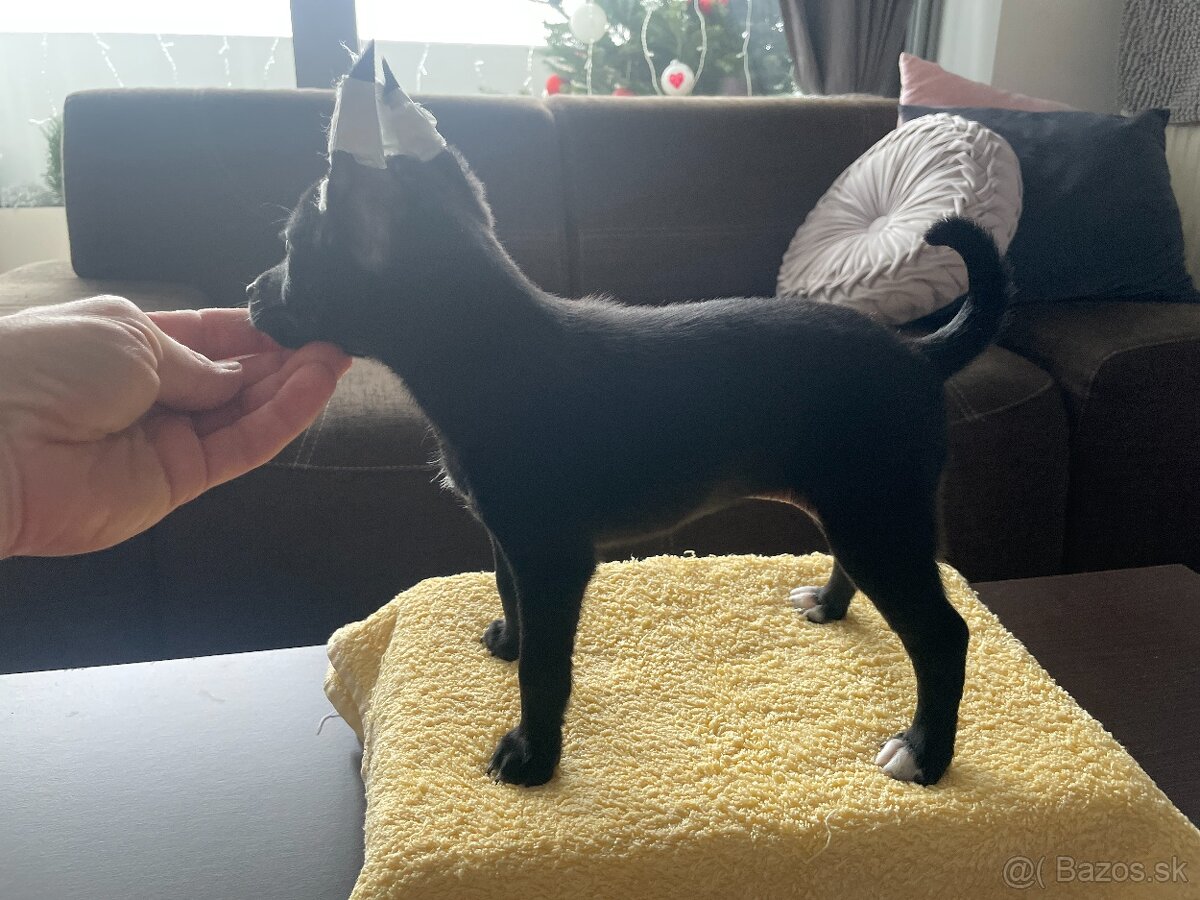 Peruánsky naháč malý - 16