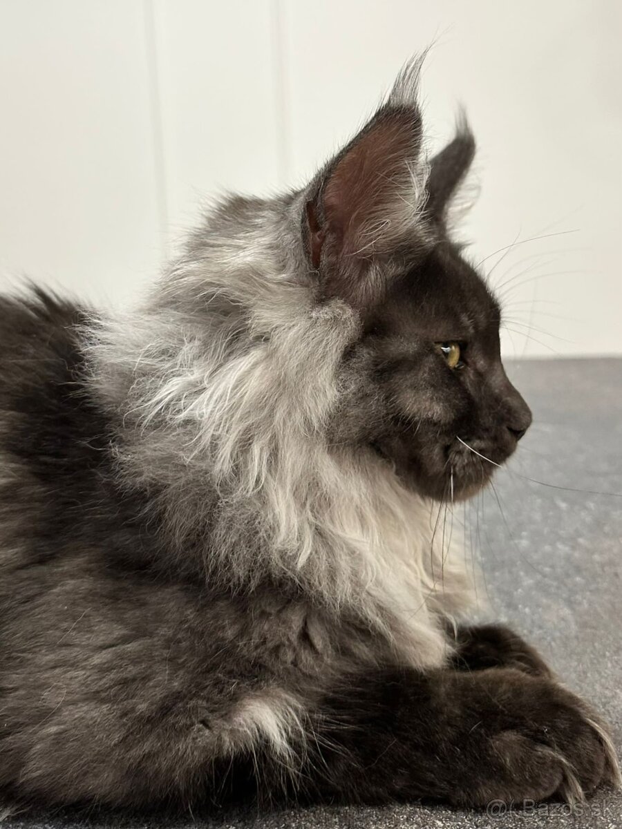 Maine coon, mainská mývalia s PP - kocúrik - 16