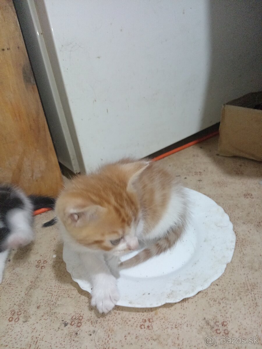 Darujeme mačiatka - 16