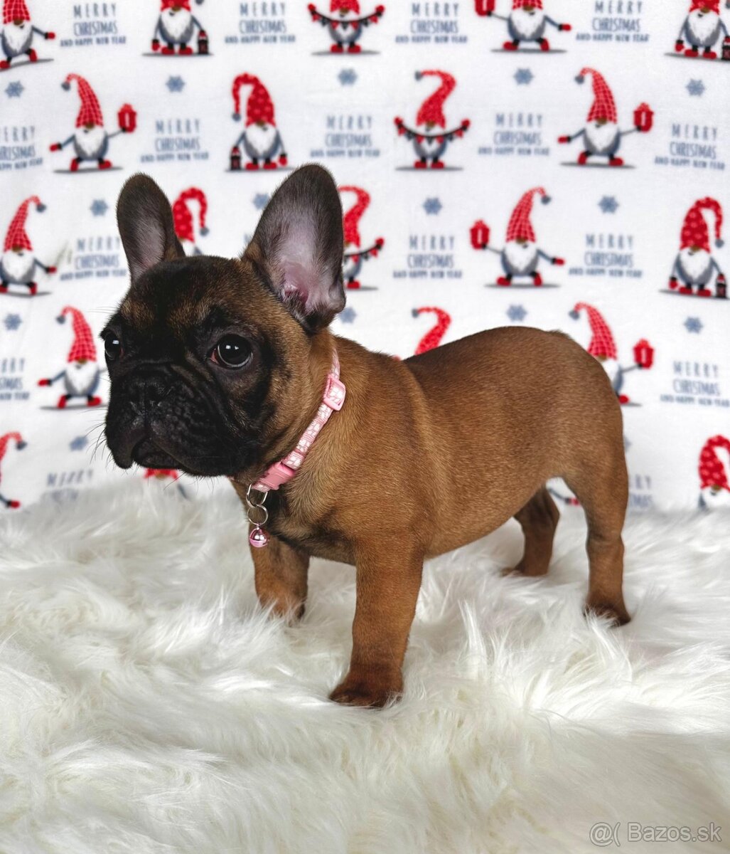 Francúzsky buldoček s PP - sučka BAMBI 🌸 - 16