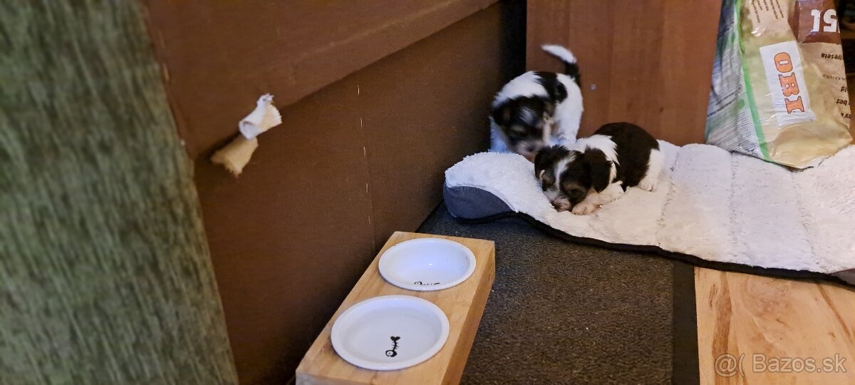 Yorkshire terier biewer mini - 16