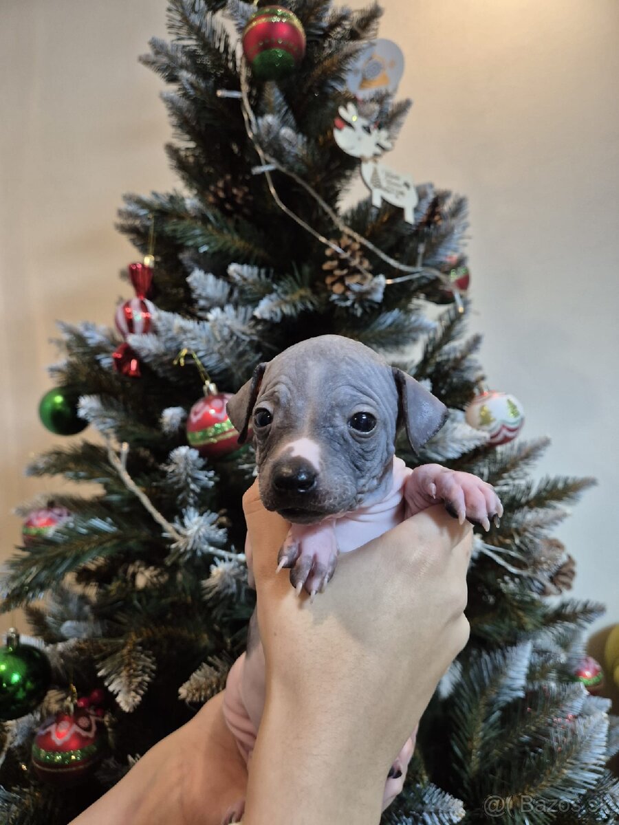 Americký bezsrstý teriér - 16