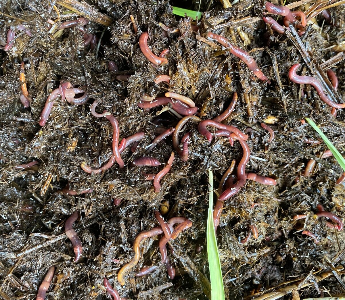 Kalifornské a Hnojné Dážďovky - 16