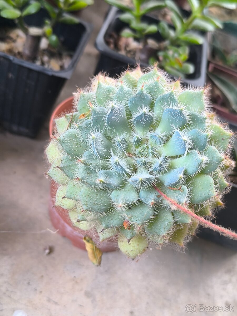 Kaktusy a sukulenty - 16