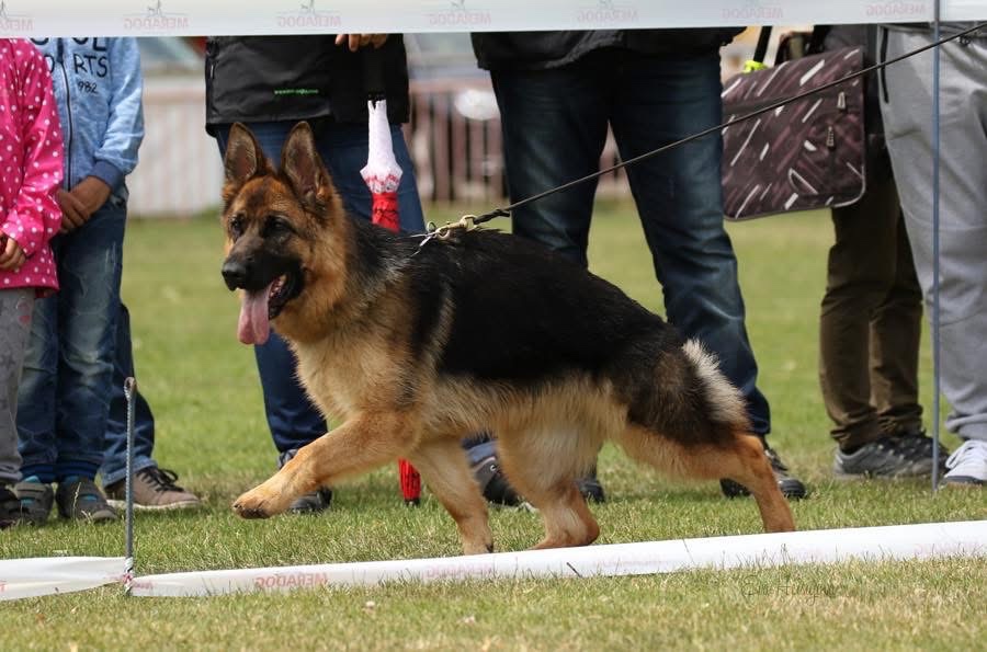 Šteniatka nemeckého ovčiaka s PP - 16