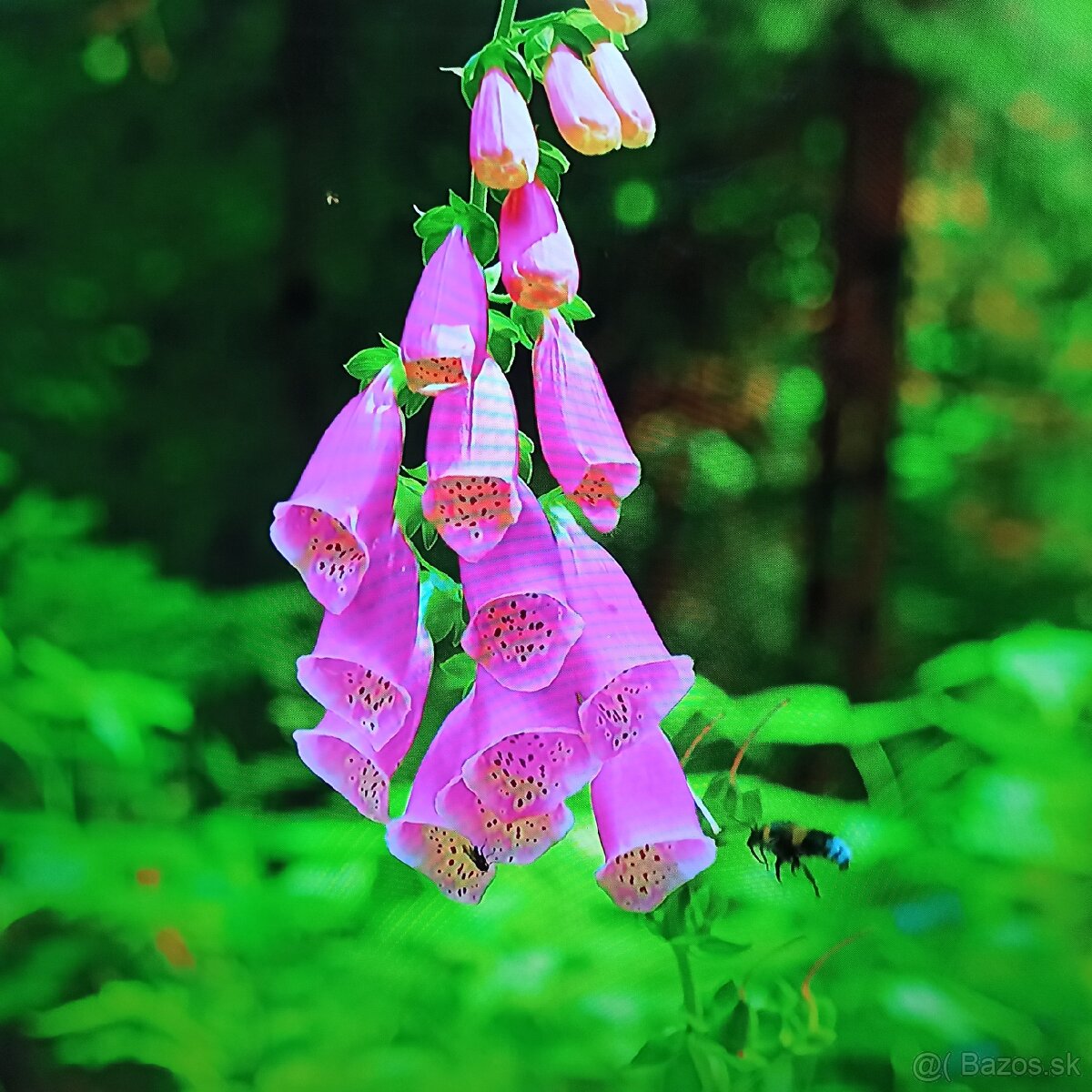 Thomson 4k Android smart tv 55(139) - 16