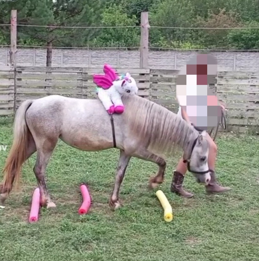 Welsh Mountain Pony - 16