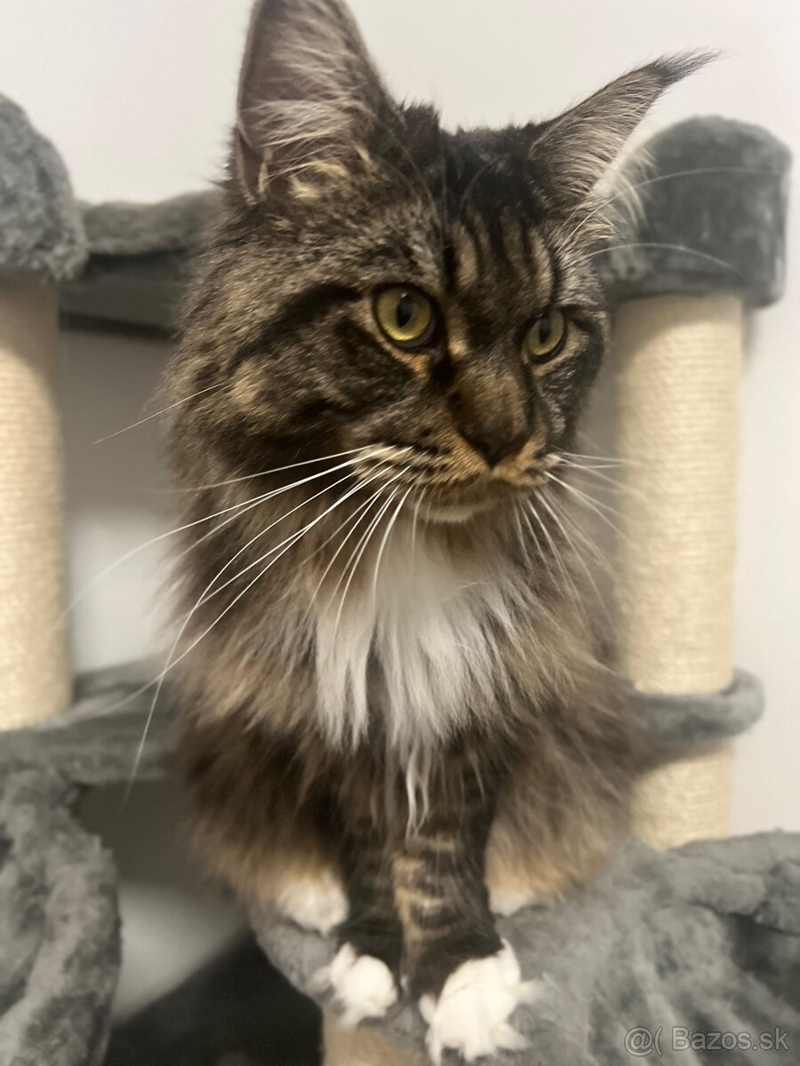 Mainska myvalia mačka main coon - 16