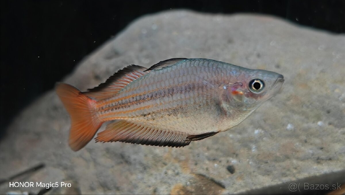 Akvariové ryby (raritky) k odberu - 16