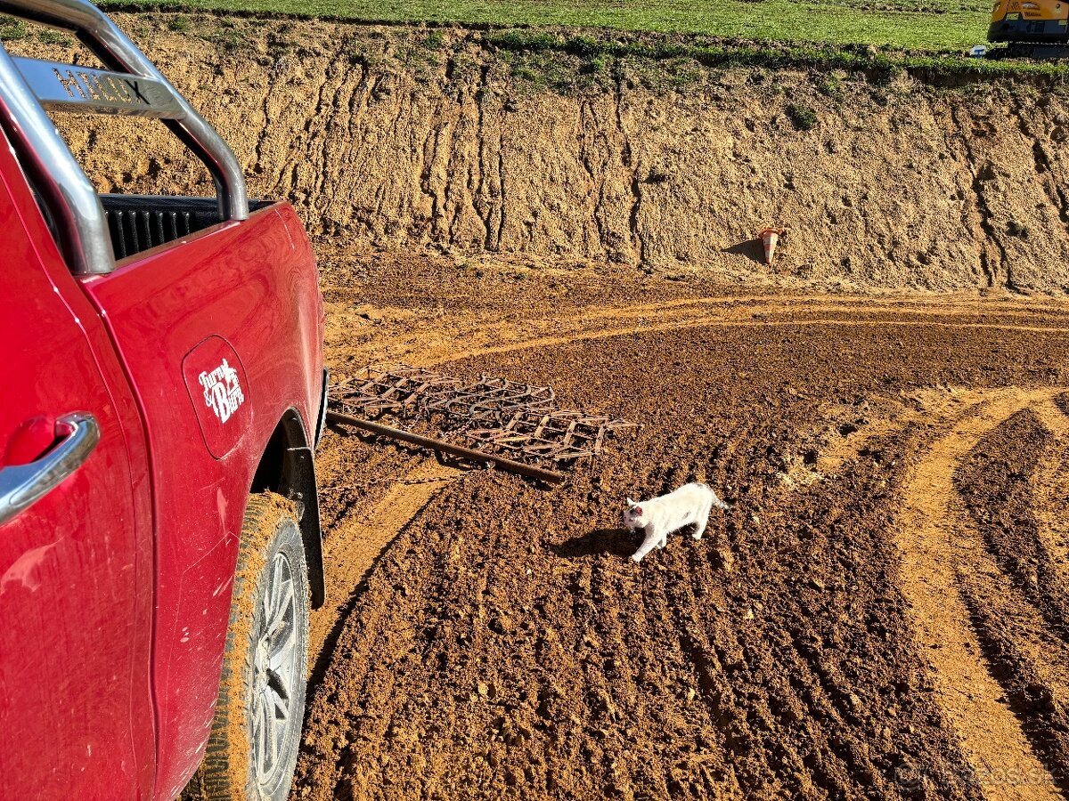 Ustajnenie koní - 16