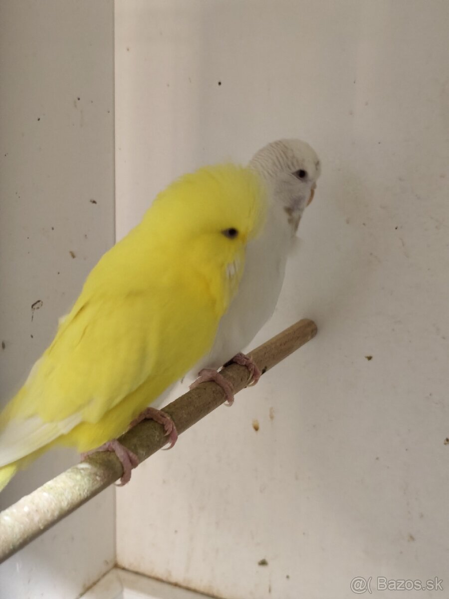 Výstavné andulky celý chov - 16