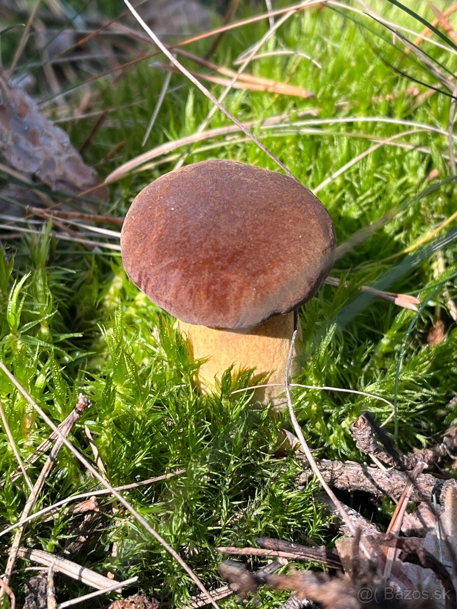 Sušené hríby - 16