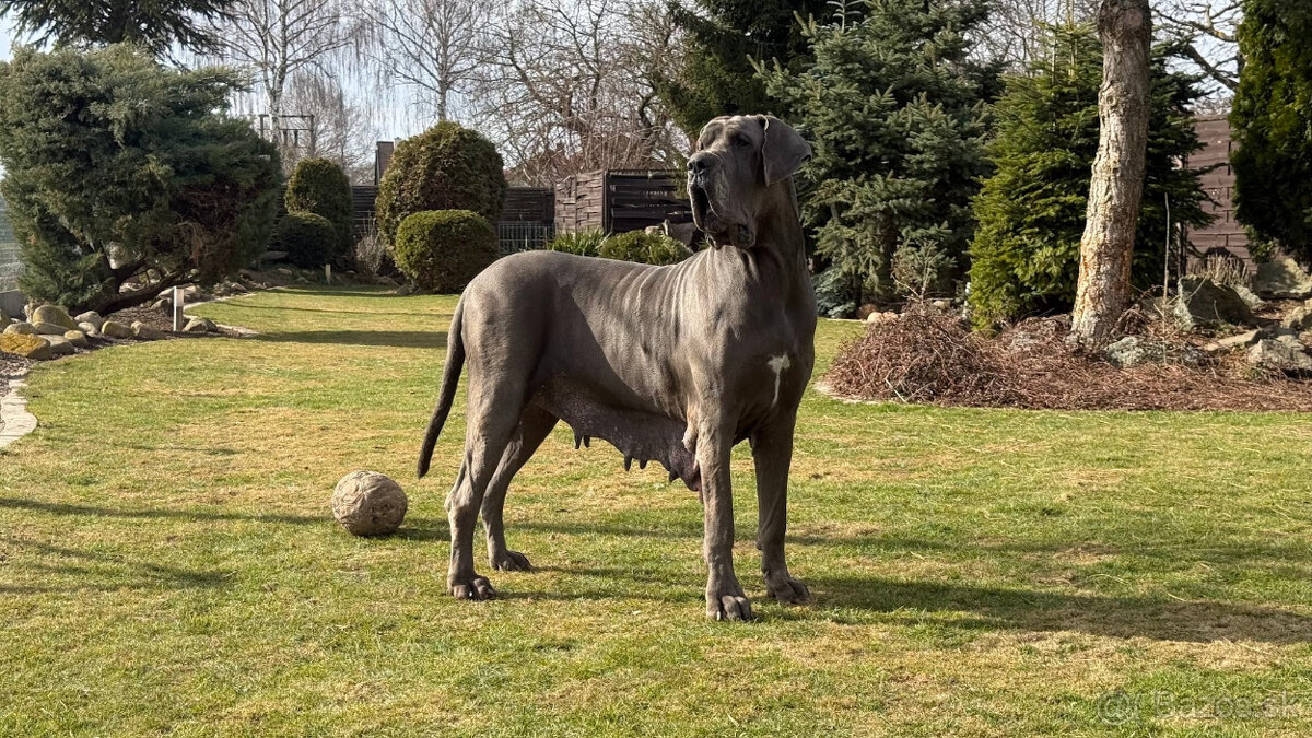 Německá doga modrá s PP Euphorie Blue HH - 16