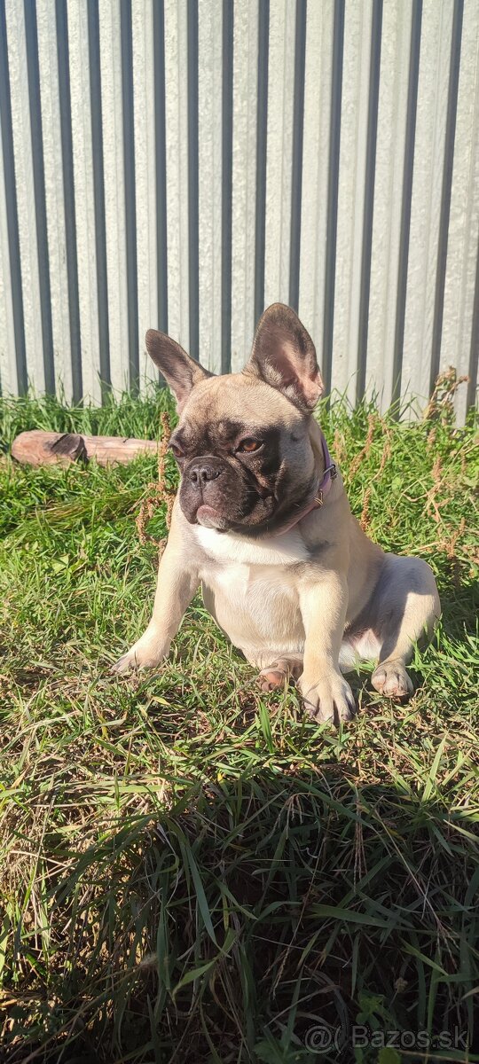 Francúzsky buldoček s PP - 16