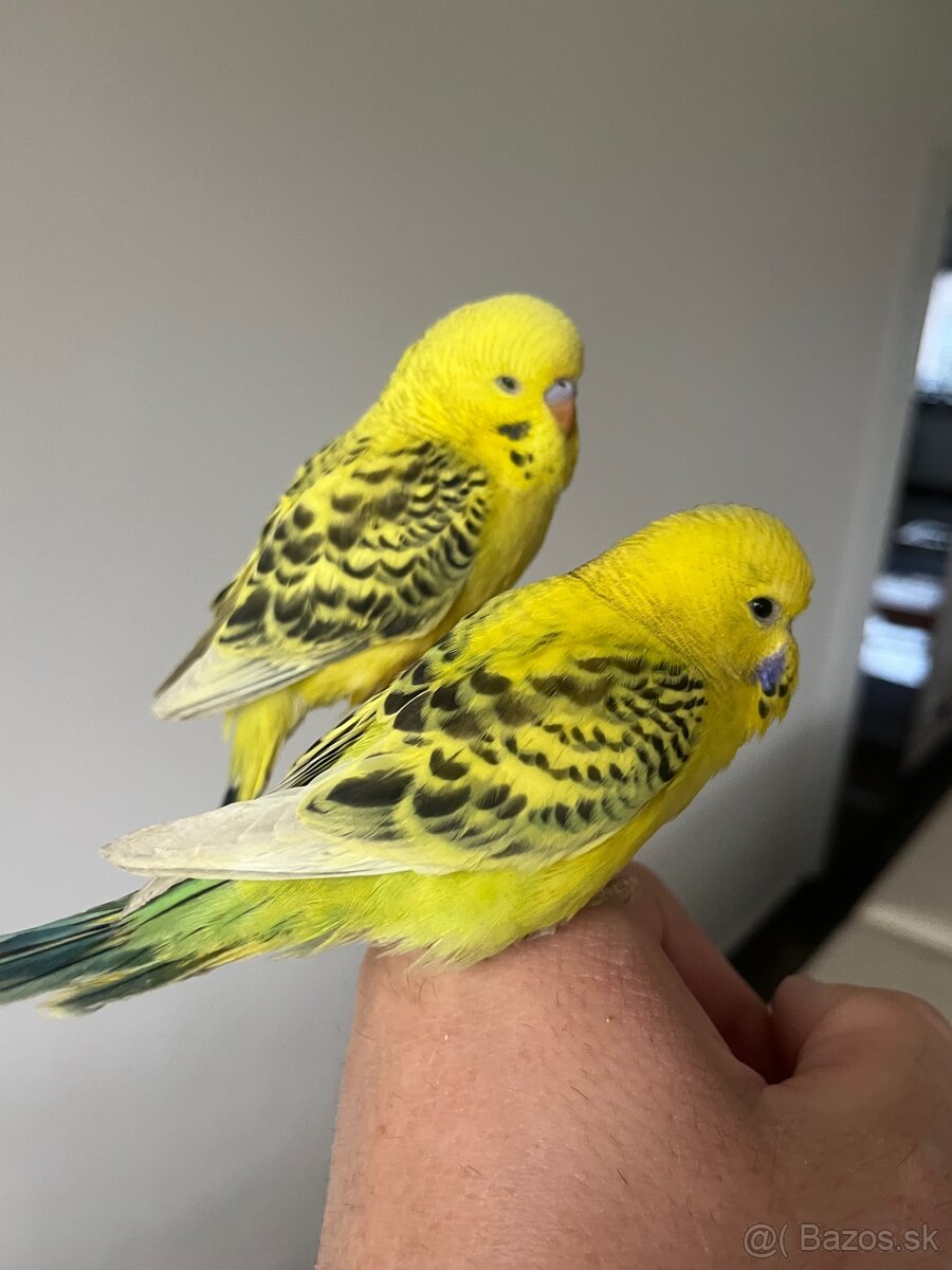 Andulka Maznačik - 16