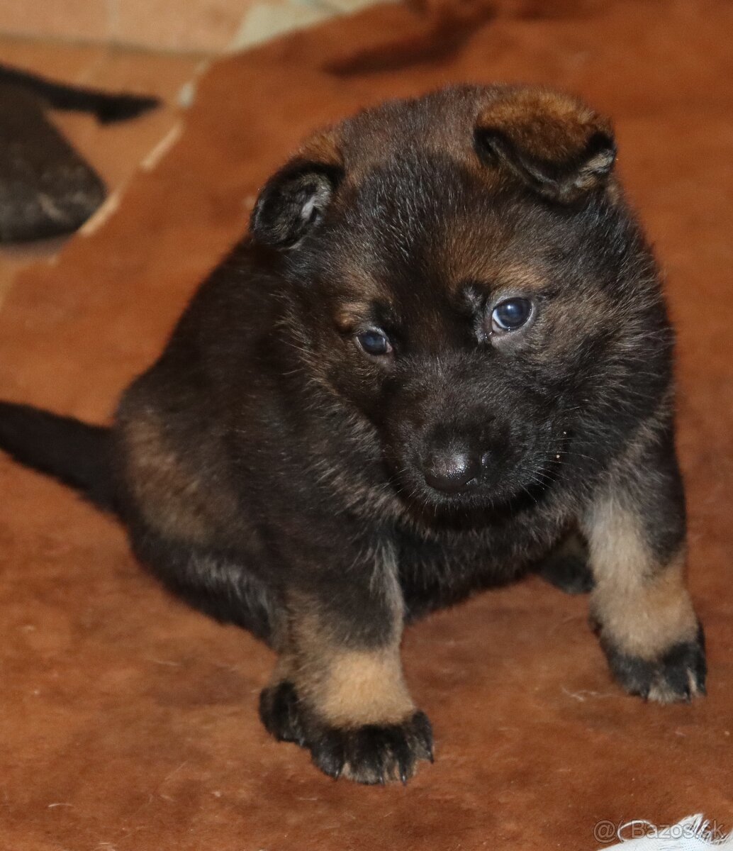 Německý ovčák s PP - 16