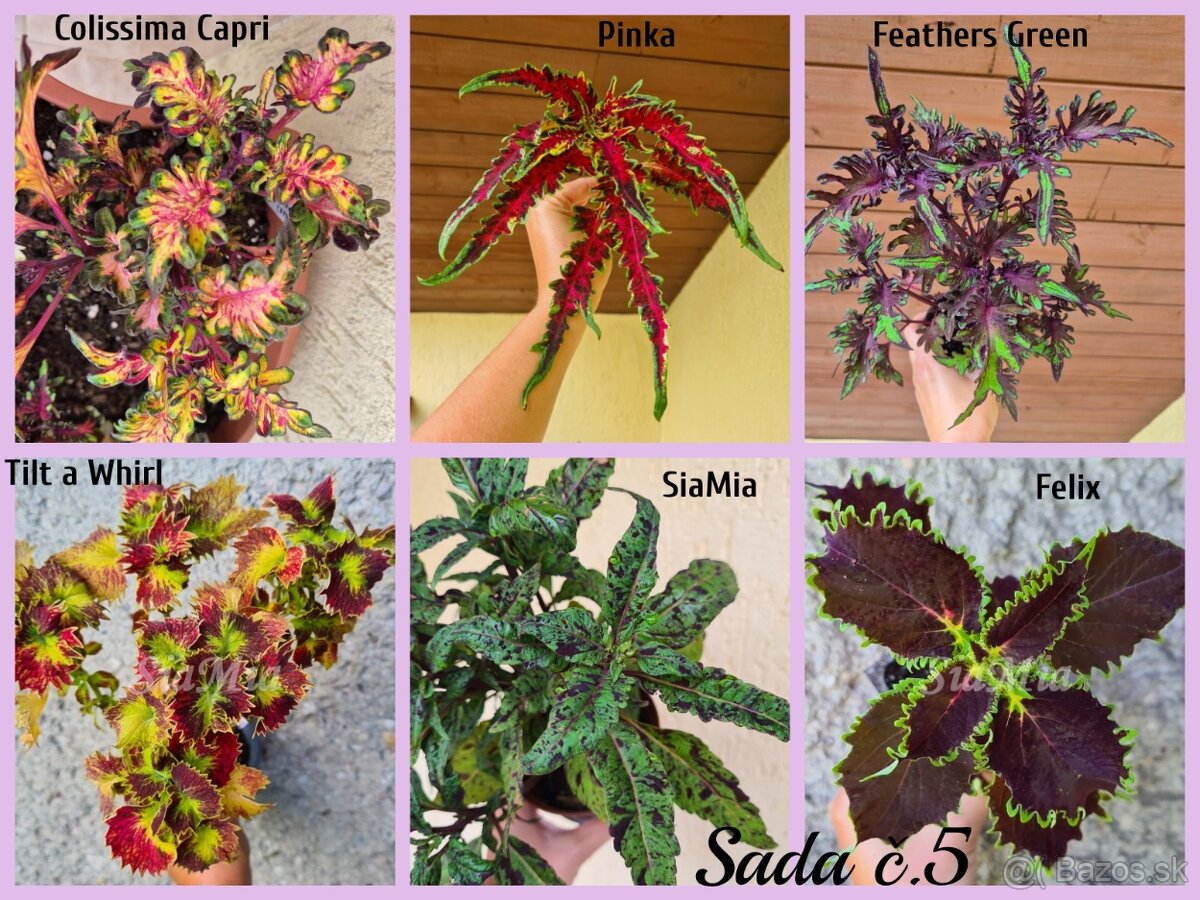 Koleus - africká žihľava (Coleus), semena, řízky - 16