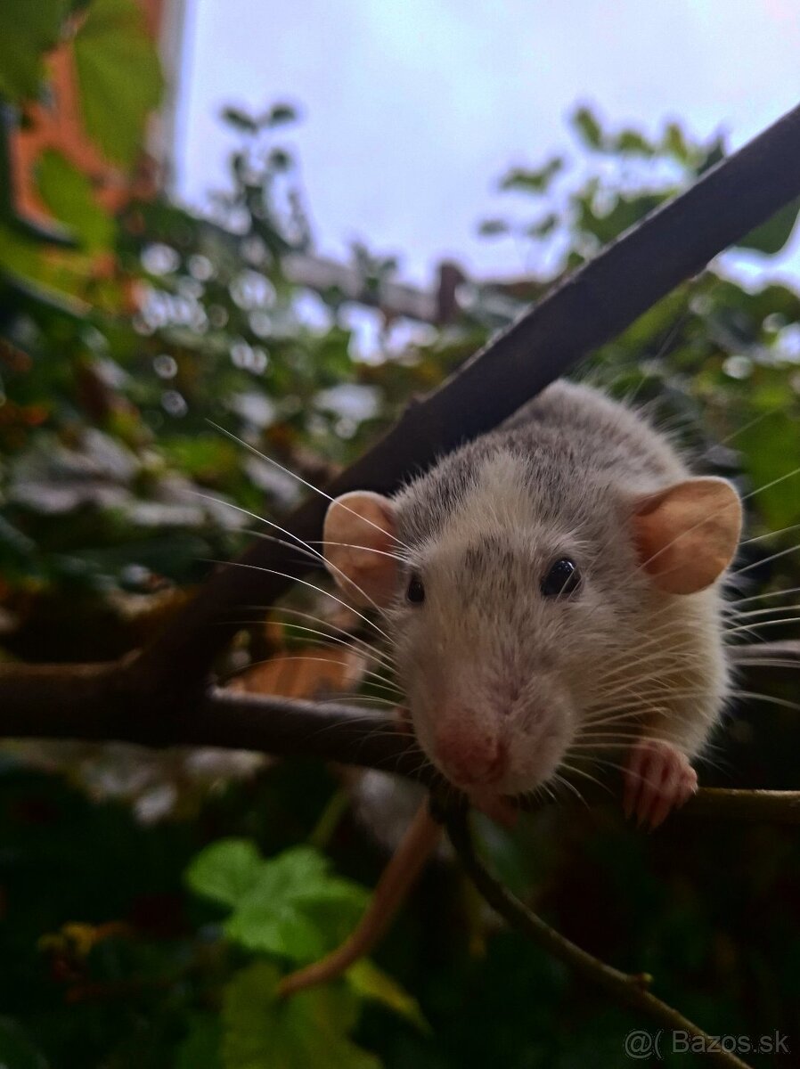 Predám potkanika Dumbo - 16