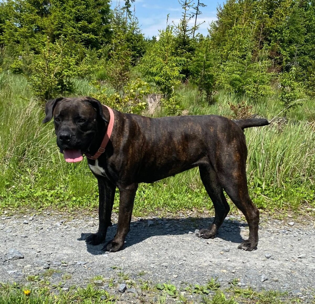 Boerboel štěňata FCI PP - 16