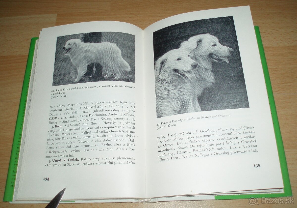 Slovenský čuvač - 16