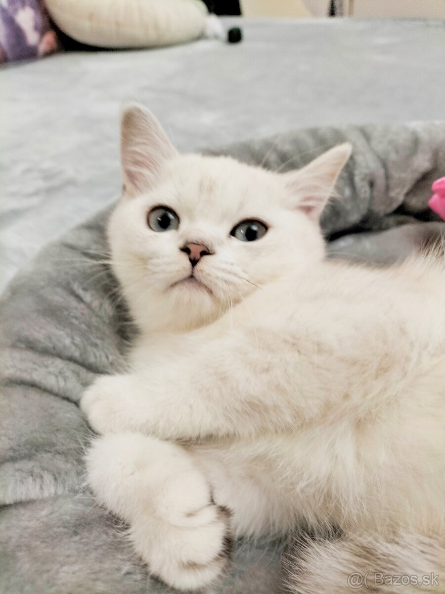 ŠKÓTSKE MAČKY s PP/ TICA 151 - 16