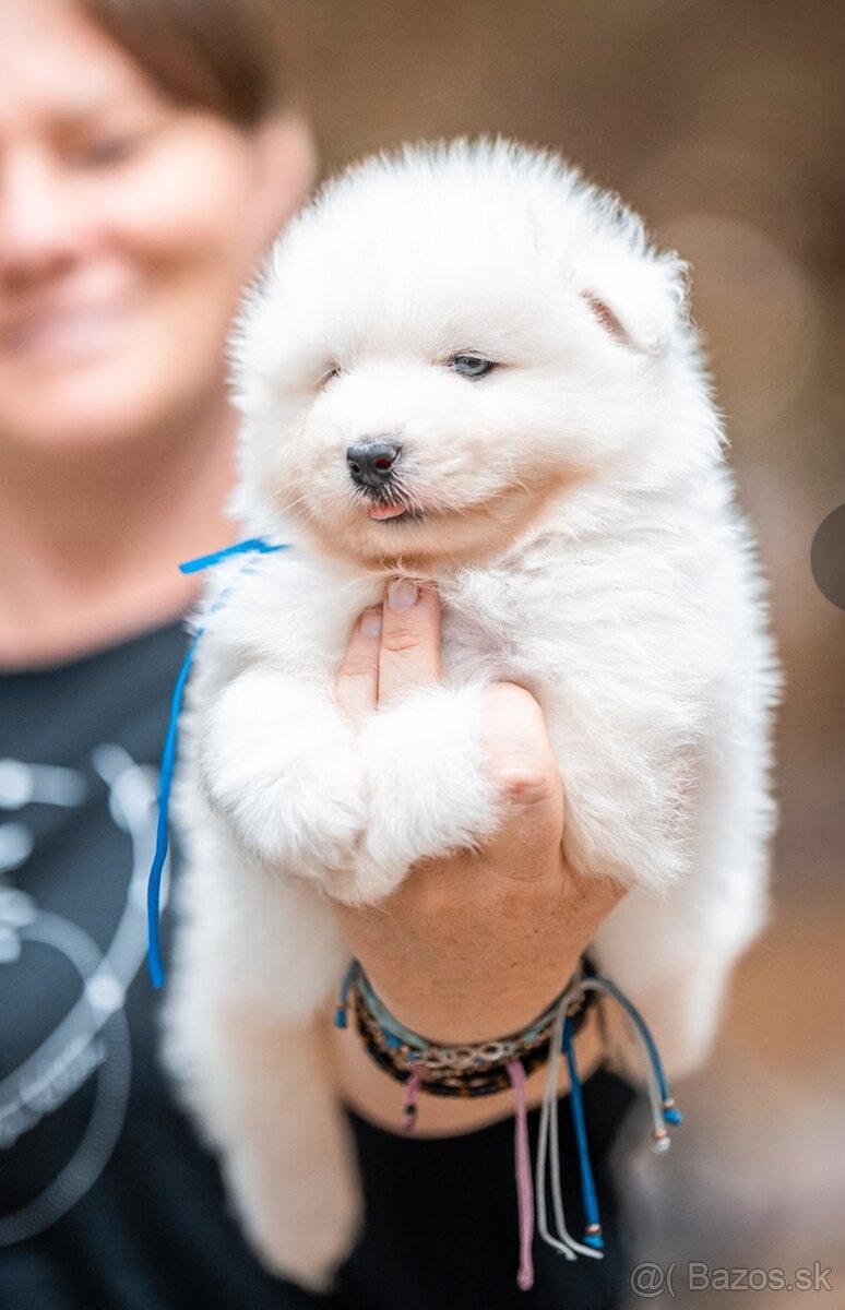 Samojed - 16