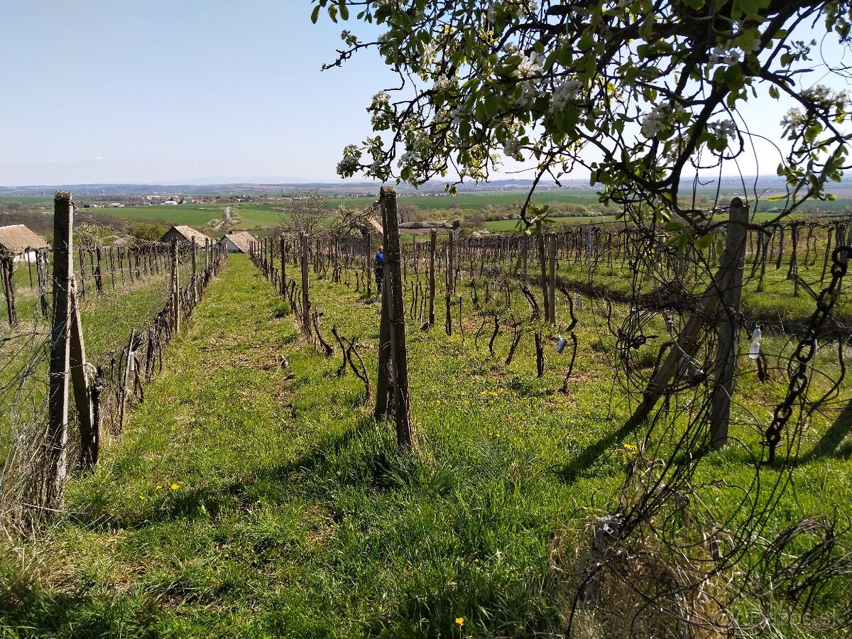 Pozemok - Vinice Čajkov - Sádovské - 16