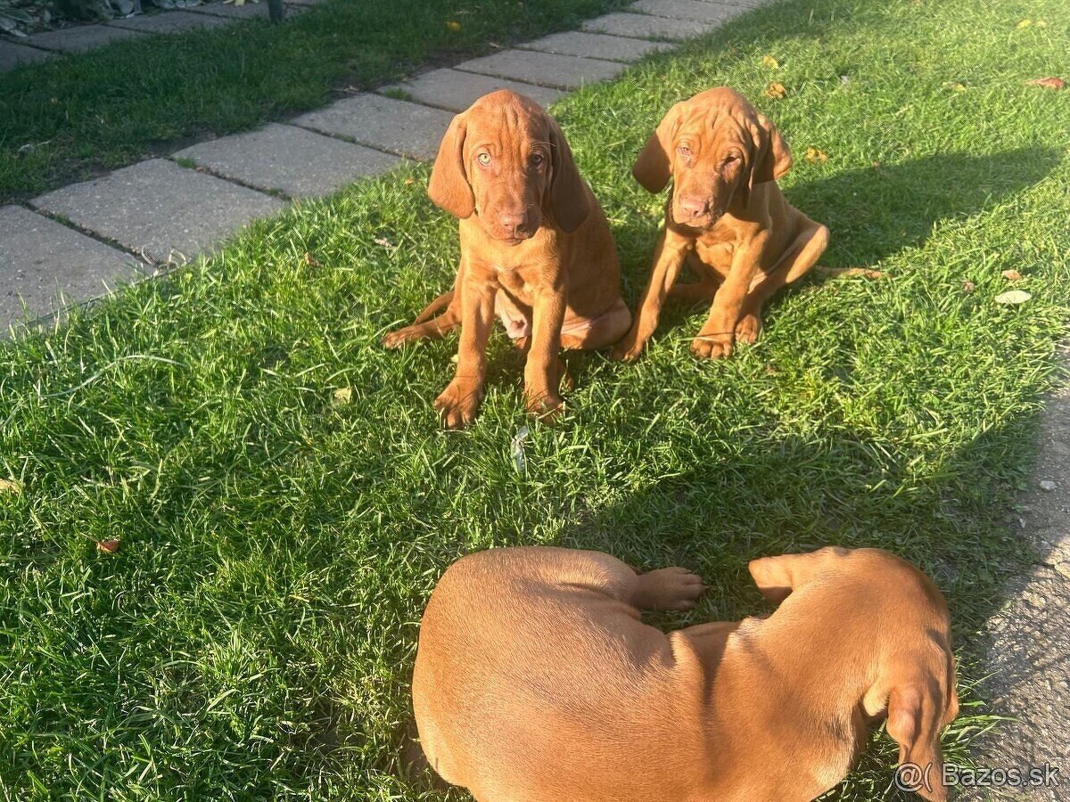 Madarska vyzla - steniatka - 16